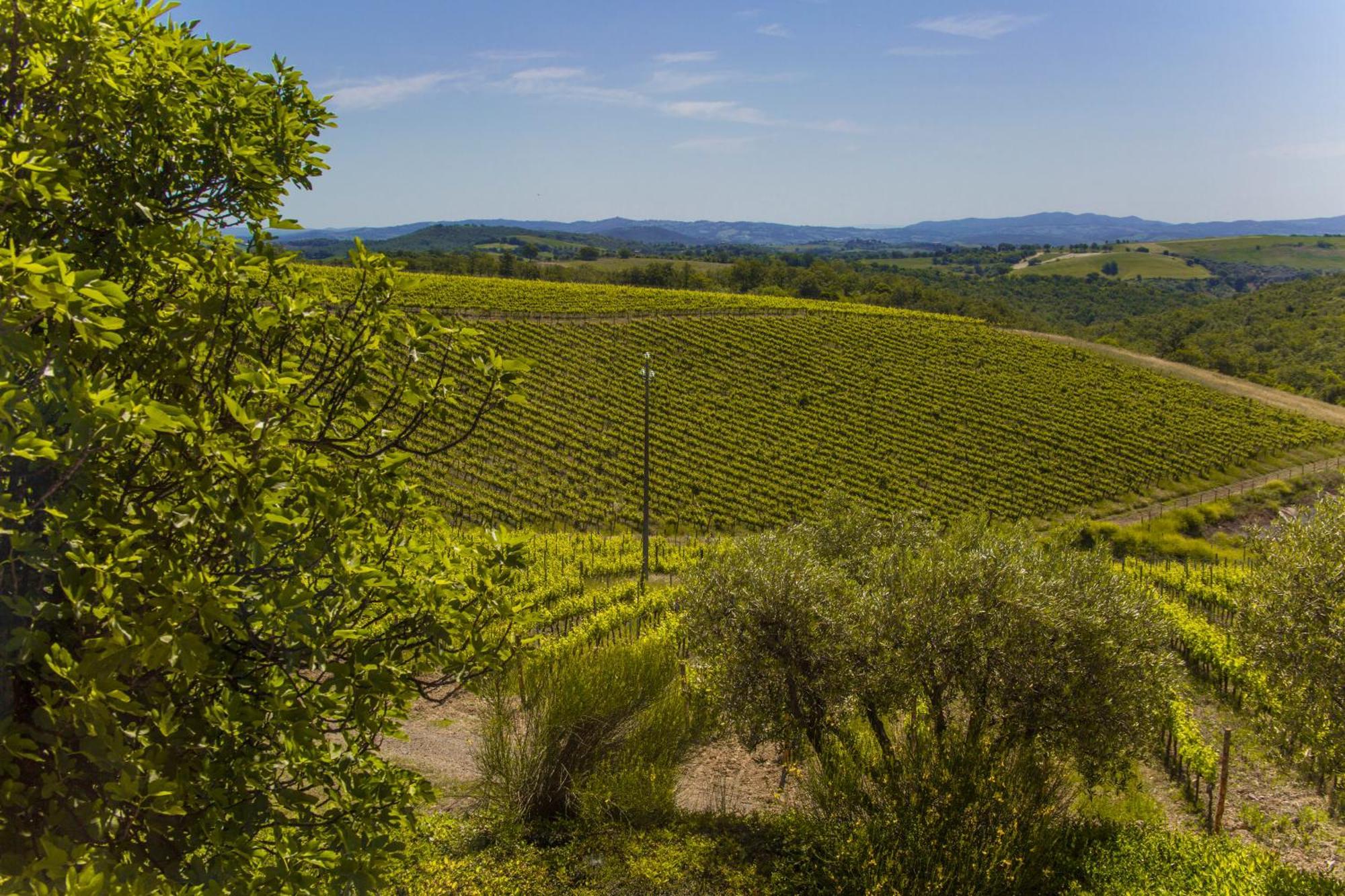 Fattoria Di Magliano Winery Villa Magliano in Toscana Værelse billede