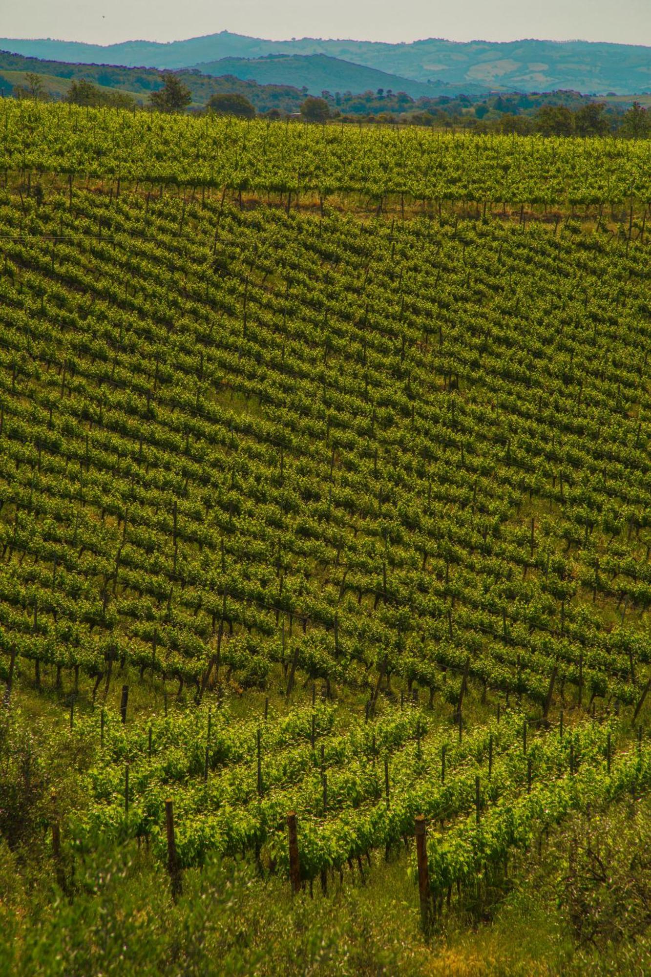 Fattoria Di Magliano Winery Villa Magliano in Toscana Værelse billede