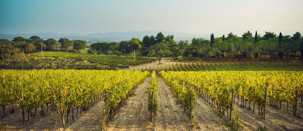 Fattoria Di Magliano Winery Villa Magliano in Toscana Eksteriør billede